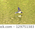 Swallow in flight over pond 129751383