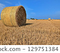 Round straw bails in a field 129751384