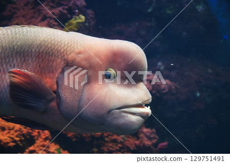 Asian sheepshead wrasse swimming in an aquarium 129751491