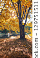 Golden autumn scene with sunlit tree by pond in park 129751511