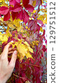 Hand gently touching yellow and red autumn leaves on sunny day, highlighting vibrant colors and textures of fall foliage 129751512