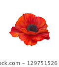 Red poppy watercolor illustration isolated on white. Realistic wildflower with soft detailed petals. Hand-drawn botanical clipart for wedding cards, textile, product branding, floral design projects Red poppy watercolor illustration isolated on white. Realistic wildflower with soft detailed petals. Hand-drawn botanical clipart for wedding cards, textile, product branding, floral design projects 129751526