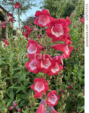 Bellflower -  Penstemon campanulatus 129751533