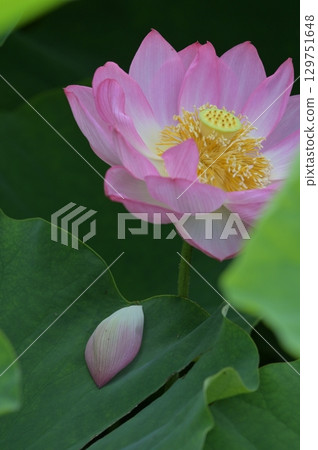 風景與蓮花 風景與蓮花 129751648