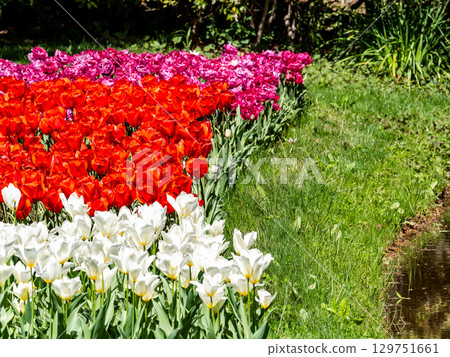 春暖花開：色彩繽紛、充滿樂趣的鬱金香花田 129751661