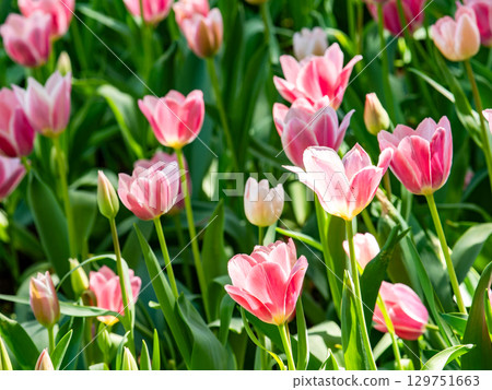 春暖花開：色彩繽紛、充滿樂趣的鬱金香花田 129751663