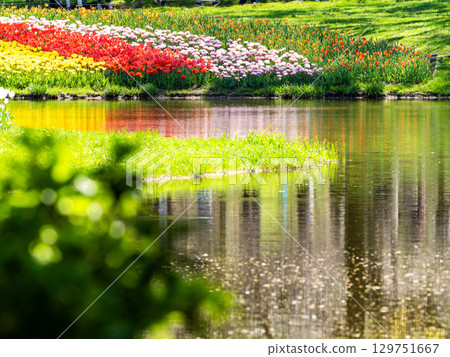 Spring in full bloom: Colorful and fun tulip fields in full bloom Spring in full bloom: Colorful and fun tulip fields in full bloom 129751667