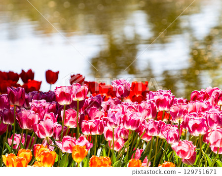 Spring in full bloom: Colorful and fun tulip fields in full bloom Spring in full bloom: Colorful and fun tulip fields in full bloom 129751671