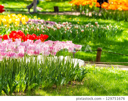 Spring in full bloom: Colorful and fun tulip fields in full bloom Spring in full bloom: Colorful and fun tulip fields in full bloom 129751676