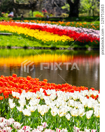 春暖花開:色彩繽紛、充滿樂趣的鬱金香花田 春暖花開:色彩繽紛、充滿樂趣的鬱金香花田 129751683