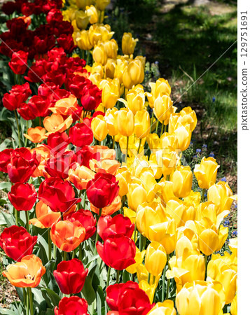 春暖花開：色彩繽紛、充滿樂趣的鬱金香花田 129751691