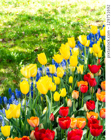 春暖花開：色彩繽紛、充滿樂趣的鬱金香花田 129751692