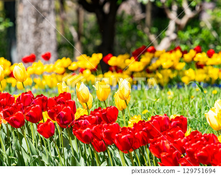 Spring in full bloom: Colorful and fun tulip fields in full bloom Spring in full bloom: Colorful and fun tulip fields in full bloom 129751694