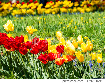 Spring in full bloom: Colorful and fun tulip fields in full bloom Spring in full bloom: Colorful and fun tulip fields in full bloom 129751695