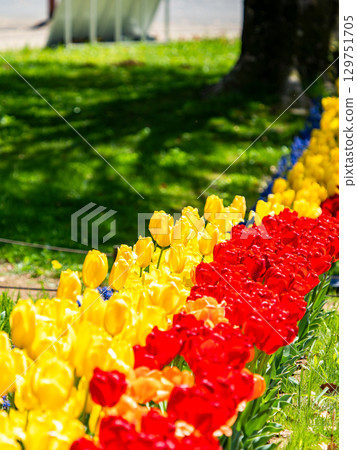 春暖花開：色彩繽紛、充滿樂趣的鬱金香花田 129751705