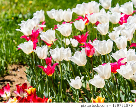 春暖花開：色彩繽紛、充滿樂趣的鬱金香花田 129751879
