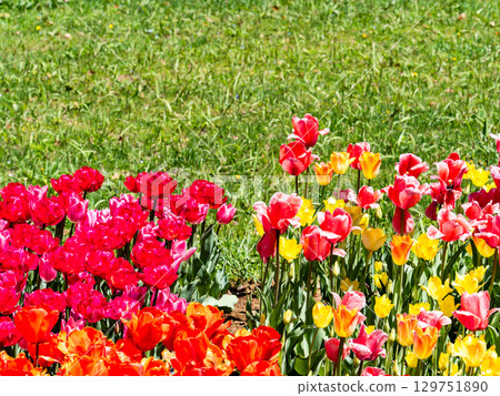 Spring in full bloom: Colorful and fun tulip fields in full bloom 129751890
