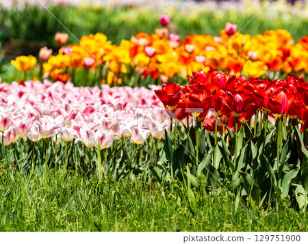 Spring in full bloom: Colorful and fun tulip fields in full bloom 129751900