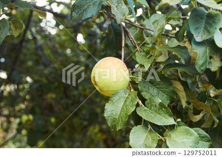 organic apple  grown in the garden 129752011