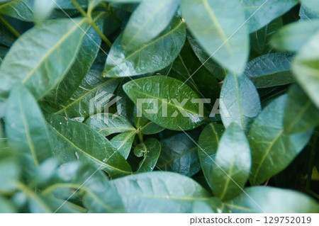 close up view of green leaves close up view of green leaves 129752019