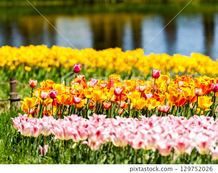 Spring in full bloom: Colorful and fun tulip fields in full bloom 129752026