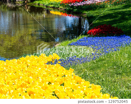 Spring in full bloom: Colorful and fun tulip fields in full bloom Spring in full bloom: Colorful and fun tulip fields in full bloom 129752045