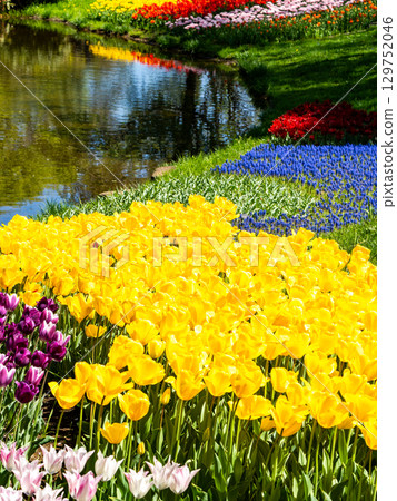 Spring in full bloom: Colorful and fun tulip fields in full bloom Spring in full bloom: Colorful and fun tulip fields in full bloom 129752046