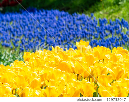 Spring in full bloom: Colorful and fun tulip fields in full bloom Spring in full bloom: Colorful and fun tulip fields in full bloom 129752047