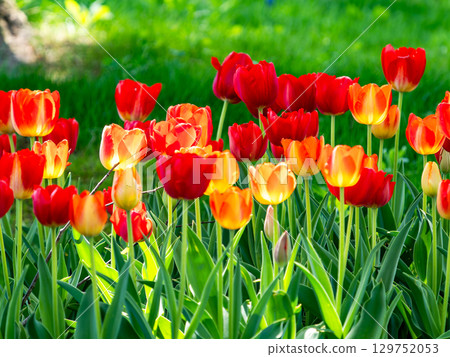 Spring in full bloom: Colorful and fun tulip fields in full bloom Spring in full bloom: Colorful and fun tulip fields in full bloom 129752053