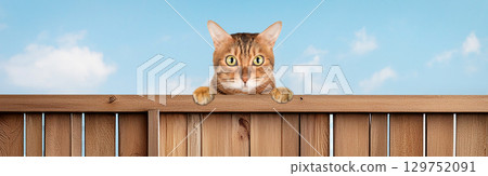 Bengal cat peeking out from behind a fence Bengal cat peeking out from behind a fence 129752091
