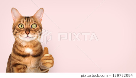 Bengal cat with thumb up on pink background Bengal cat with thumb up on pink background 129752094