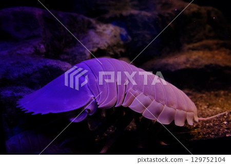 Giant isopod lurking in the darkness Giant isopod lurking in the darkness 129752104