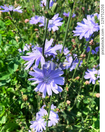 blue cornflower flower in the garden, close up view blue cornflower flower in the garden, close up view 129752208