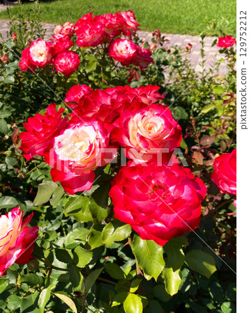 colorful wild flowers background 129752212