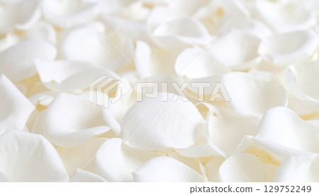 AI 圖片：純白玫瑰花瓣散落各處 129752249