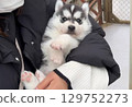 A cute, fluffy Siberian husky that's adorable to hold 129752273