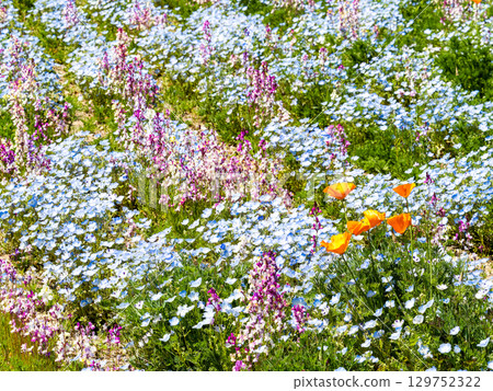 Beautiful early summer scenery: Colorful and fun nemophila and poppies in full bloom Beautiful early summer scenery: Colorful and fun nemophila and poppies in full bloom 129752322