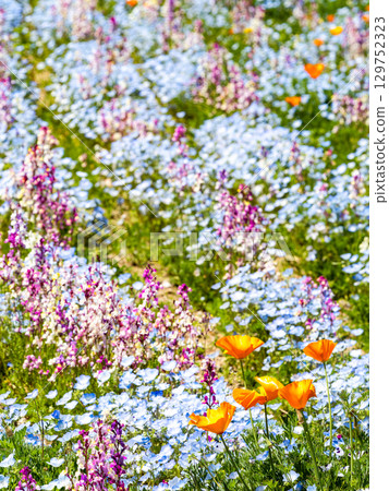 Beautiful early summer scenery: Colorful and fun nemophila and poppies in full bloom Beautiful early summer scenery: Colorful and fun nemophila and poppies in full bloom 129752323
