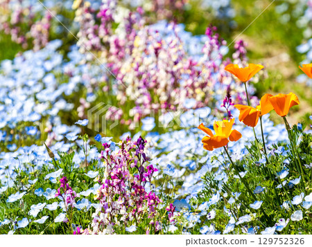 Beautiful early summer scenery: Colorful and fun nemophila and poppies in full bloom 129752326