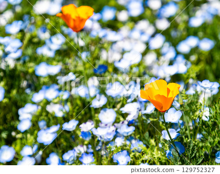 Beautiful early summer scenery: Colorful and fun nemophila and poppies in full bloom 129752327