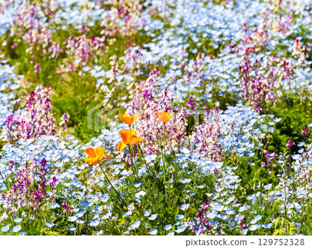 Beautiful early summer scenery: Colorful and fun nemophila and poppies in full bloom Beautiful early summer scenery: Colorful and fun nemophila and poppies in full bloom 129752328