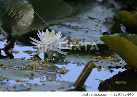 White water lily White water lily 129752440