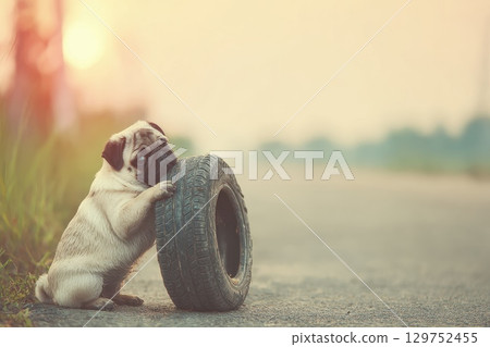 Playful Chubby Pug Tugging at Tire Valve Cap in a Scenic Outdoor Setting 129752455