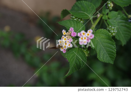 Seven-colored lantana flower Seven-colored lantana flower 129752743