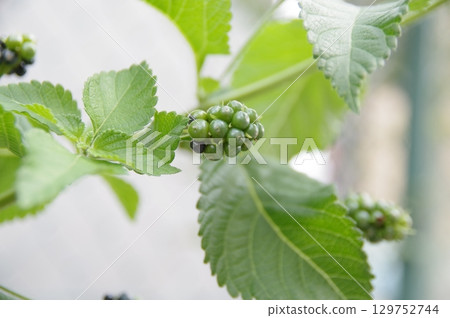 Seven-Change Lantana Fruit 1 129752744