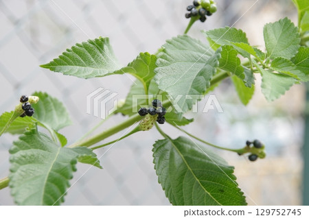 Seven-Change Lantana Fruit 2 129752745