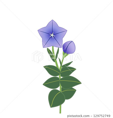 風鈴草的插圖 129752749