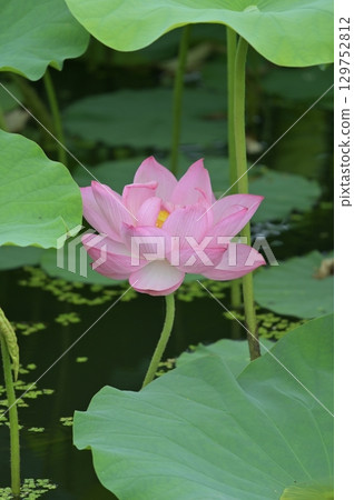 蓮花 129752812
