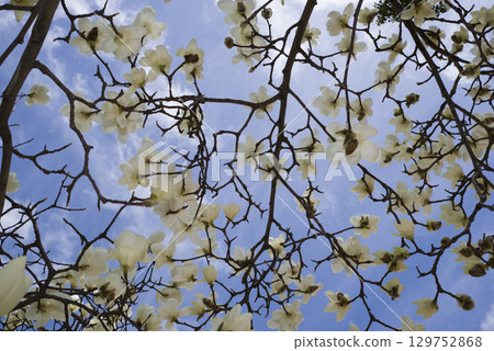 White flowers of Yulan magnolia are in bloom under the blue sky. The scientific name is Magnolia de nudata. White flowers of Yulan magnolia are in bloom under the blue sky. The scientific name is Magnolia de nudata. 129752868