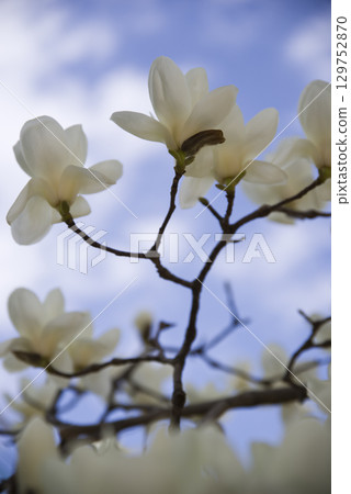 蔚藍的天空下，玉蘭白花盛開。學名是 Magnolia de nudata。 129752870